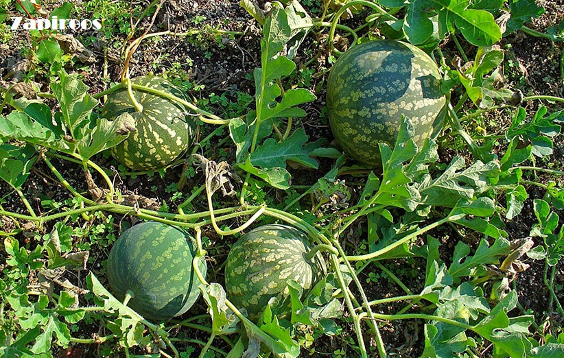 هندوانه ابوجهل چیست و چه خواصی دارد؟