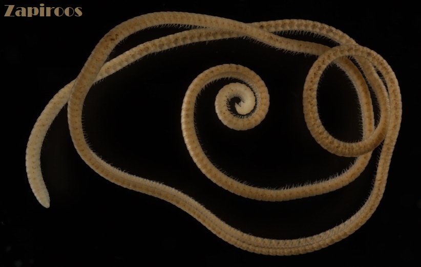 نخستین هزارپایی که واقعا ۱۰۰۰ پا دارد کشف شد!